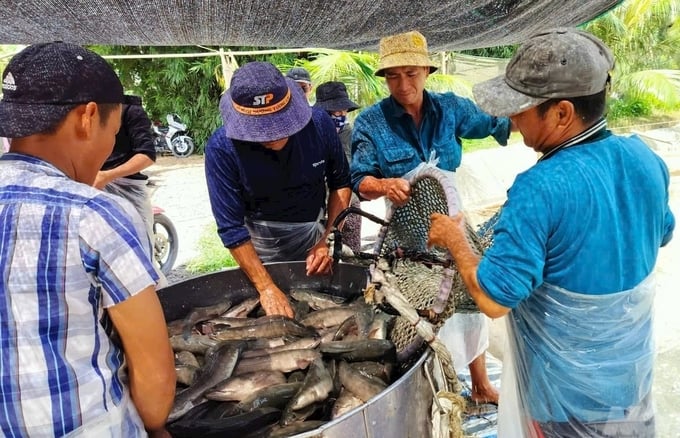 Giá cá lóc tăng "nóng" 5.000 đồng/kg, nông dân vẫn không lãi