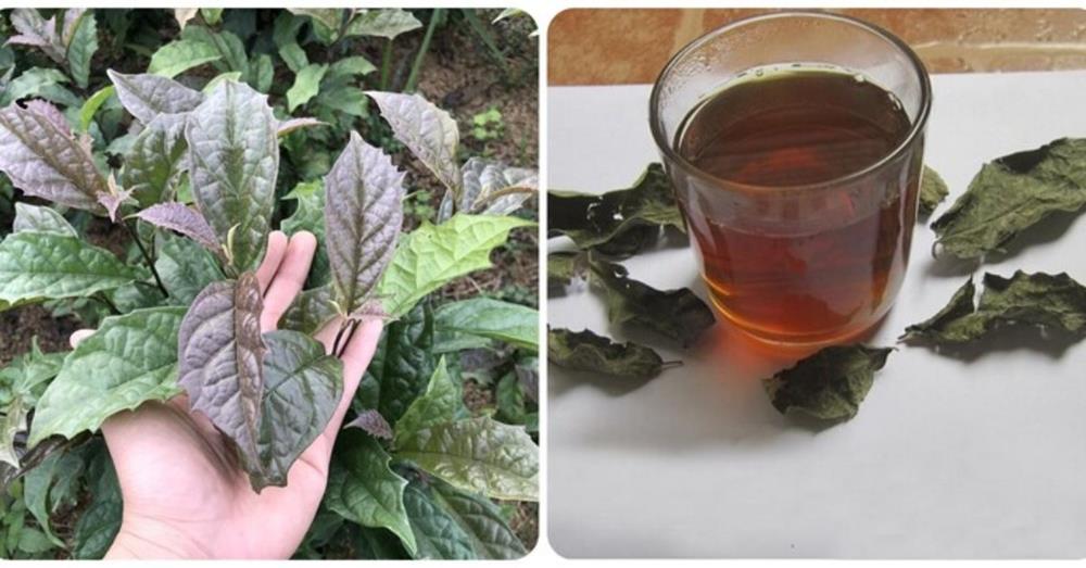 Cây xạ đen có tác dụng gì?