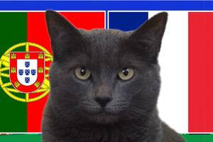 Mèo tiên tri dự đoán Bồ Đào Nha vs Pháp, 2h ngày 6/7/2024, Euro 2024