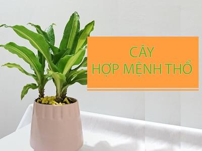 Mệnh Thổ hợp cây gì? 11 loại cây mang đến nhiều may mắn tài lộc cho người mệnh Thổ