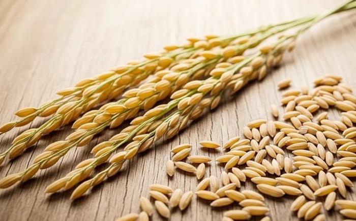 Giá lúa gạo hôm nay 10/7: Tăng giảm trái chiều