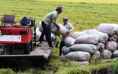 Giá lúa gạo hôm nay (6/4): Nhà máy chào bán gạo đẹp giá cao