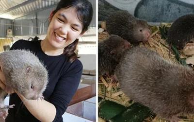 Bỏ bằng cử nhân về quê nuôi loài ăn đêm ngủ ngày: Bán làm đặc sản, thu nhập hàng tỷ