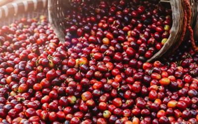 Giá cà phê hôm nay 31/5: Xu hướng giảm bao trùm