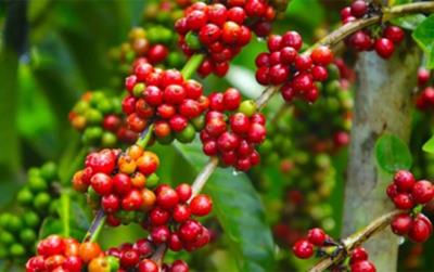 Giá cà phê hôm nay 6/6: Tăng khiêm tốn chỉ 100 đồng/kg