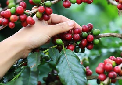 Giá cà phê hôm nay 11/4/2024: Giá cà phê trong nước tăng vọt lên mốc 105.000 đồng/kg