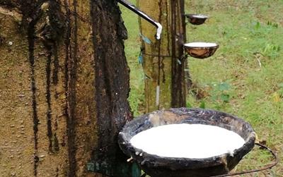 Giá cao su hôm nay 30/5: Biến động trái chiều