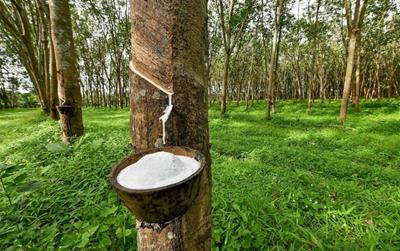 Giá cao su hôm nay 6/6: Giảm nhẹ trên các sàn giao dịch