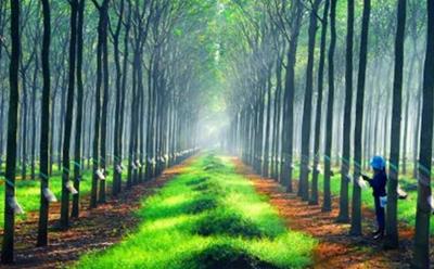 Giá cao su hôm nay (1/6), kết thúc tuần giao dịch ở mức thấp