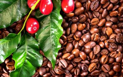 Giá cà phê trong nước duy trì đà giảm 2.000 đồng/kg