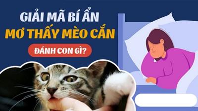 Nằm mơ thấy bị mèo cắn là điềm gì, hên hay xui, đánh số gì?