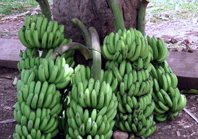 Nằm Mơ thấy quả chuối đánh con gì? Điềm báo mơ thấy cây chuối, buồng chuối lành hay dữ?