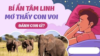 Nằm mơ thấy con voi là điềm báo gì?