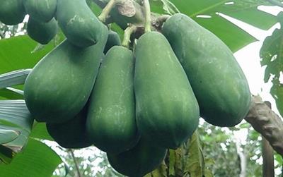 Đu đủ xanh có công dụng gì?