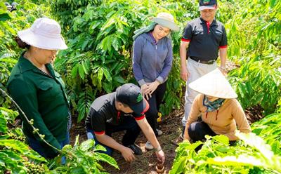 Giá cà phê hôm nay 14/5: Trong nước đội ngột giảm mạnh, thế giới tăng