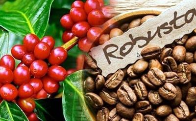 Giá cà phê hôm nay 1/6: Tiếp đà chuỗi ngày giảm giá