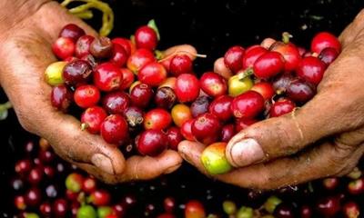 Giá cà phê hôm nay (18/5): Giá cà phê trong nước, thế giới đồng loạt giảm