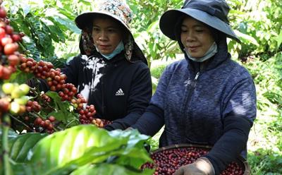 Giá cà phê hôm nay 15/12/2024: Giá Cà phê trong nước và thế giới cùng tăng