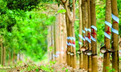 Giá cao su hôm nay 2/6: Phiên giao dịch đầu tuần nhiều biến động