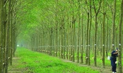 Giá cao su hôm nay 5/6: Phục hồi trở lại trên sàn Tocom