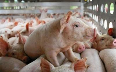 Giá heo hơi ngày 2/6/2025: Xu hướng tăng nhẹ tại miền Bắc và miền Trung