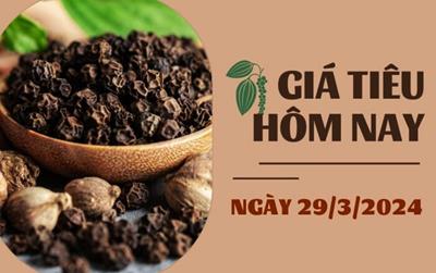 Giá tiêu hôm nay 29/3/2024: Duy trì đà đi ngang, cao nhất ở mức 96.00 đồng/kg