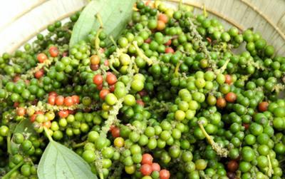 Giá tiêu hôm nay 6/6: Giảm 2.000 đồng