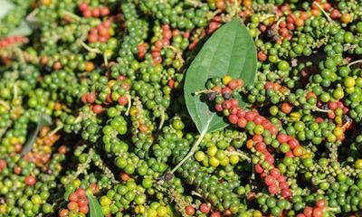 Giá tiêu hôm nay 25/5/2025: Duy trì ổn định