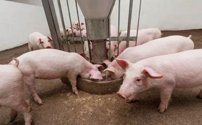 Giá heo hơi hôm nay 1/6: Miền Bắc tăng nhẹ
