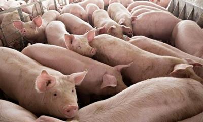 Giá heo hơi hôm nay 5/6: Ổn định