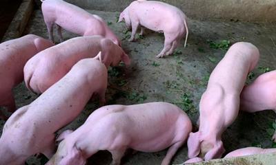Giá heo hơi hôm nay (26/5): Tiếp tục lặng sóng