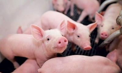 Giá heo hơi hôm nay 27/5: Giá heo hơi tăng trên cả ba miền