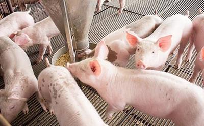 Giá heo hơi hôm nay 30/5/2025: Tiếp tục tăng