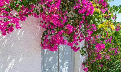 Ý nghĩa phong thủy của hoa giấy bất ngờ với nhiều điểm