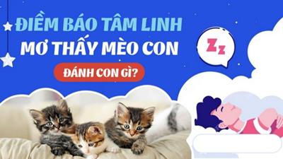Mơ thấy mèo con là điềm gì, hung hay cát, đánh số gì?