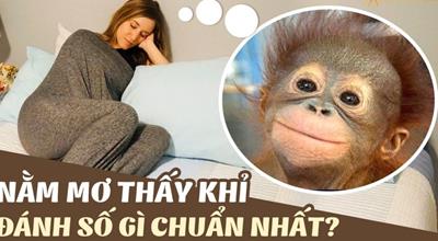 Mơ thấy khỉ đánh con gì? Giải mã điềm báo ngủ mơ thấy con khỉ