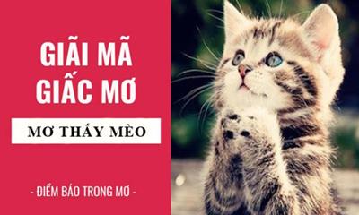 Mơ thấy mèo cắn có phải điềm xấu?