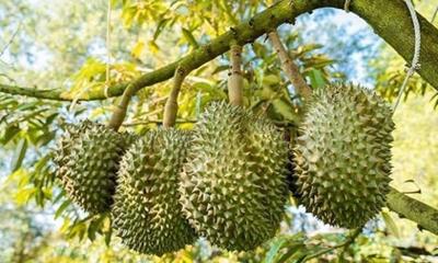 Giá sầu riêng hôm nay (25/5): Không biến động nhiều