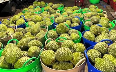 Giá sầu riêng hôm nay 30/5: Ri6 và sầu Thái giảm sâu