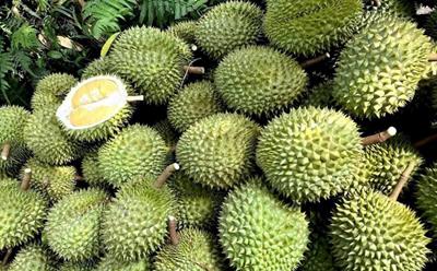 Giá sầu riêng hôm nay ngày 27/5/2025: Sầu Thái loại A bật tăng