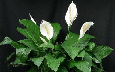 Cây lan Ý có ý nghĩa gì trong phong thủy? Cách đặt trong nhà để hút tài lộc