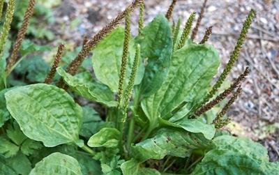 Loại lá bị bỏ quên ngoài ruộng, hóa ra là “thần dược” trời ban