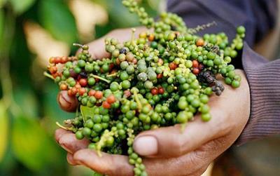 Giá tiêu hôm nay 4/6: Đồng loạt giảm nhẹ