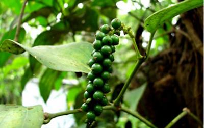 Giá tiêu hôm nay 30/5: Giảm mạnh