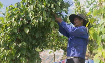 Giá tiêu hôm nay 27/5: Ổn định