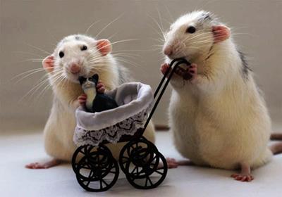 5 ngày cuối tháng 4 dương: Top 4 tuổi ăn lộc Thánh tựa cỗ máy in tiền, phát tài giàu sang, phất lên như diều gặp gió