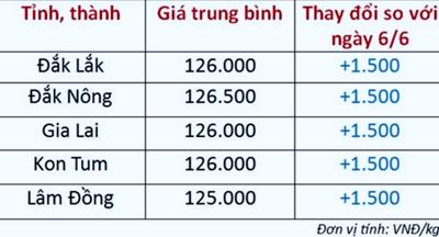 Giá cà phê hôm nay 7/6/2024: Tiếp tục tăng, Cao nhất chạm mốc 126.500 đồng/kg