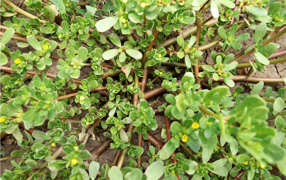 Rau sam là loại cây thân cỏ, có vị chua 