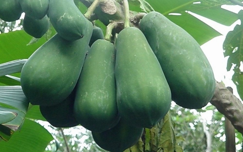 Đu đủ xanh là nguyên liệu quen thuộc trong nhiều món ăn