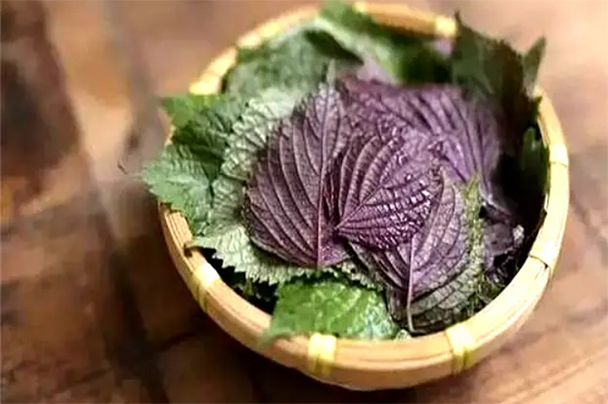 Tía tô đặc biệt thích hợp với việc giải nhiệt cơ thể mùa hè. (Ảnh: Sohu)